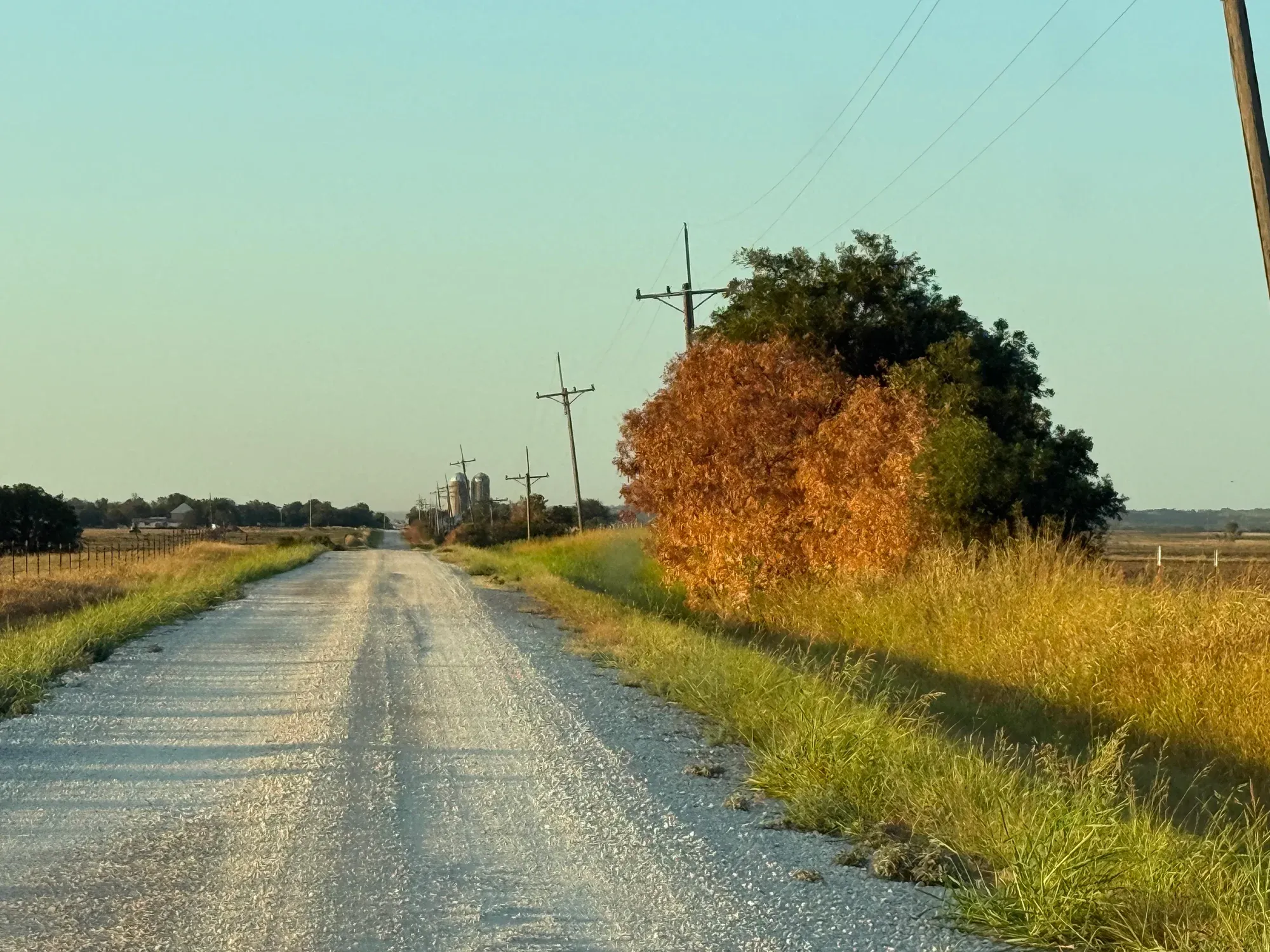 Roadside brush with brown foliage beside green shoulder grass along a gravel road