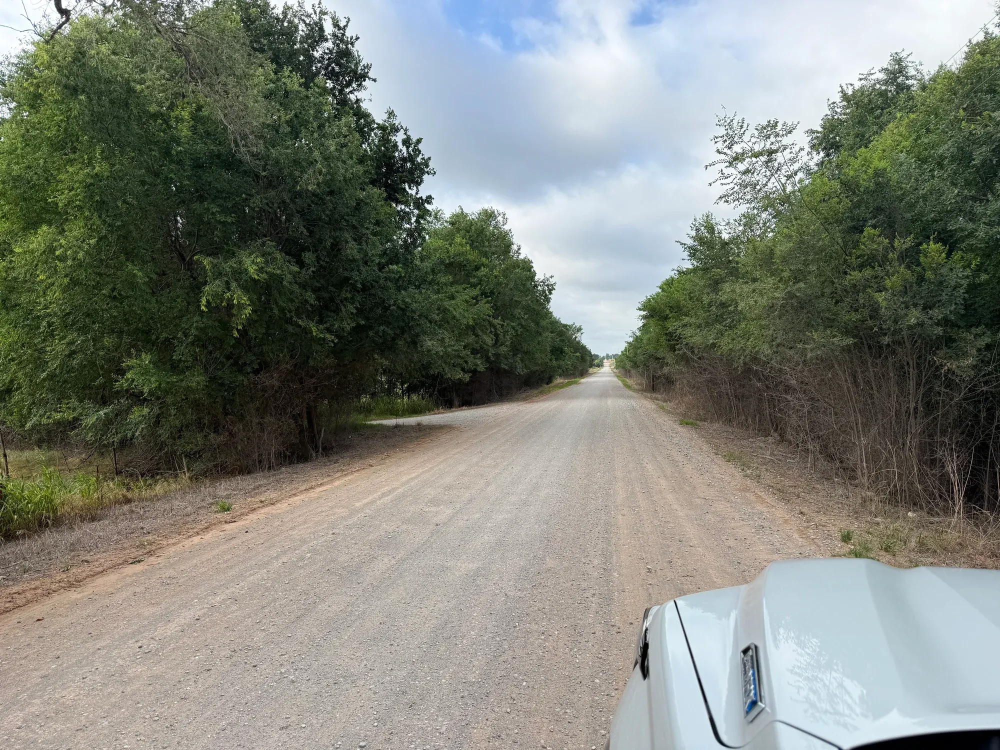 Woody roadside vegetation along a gravel county road